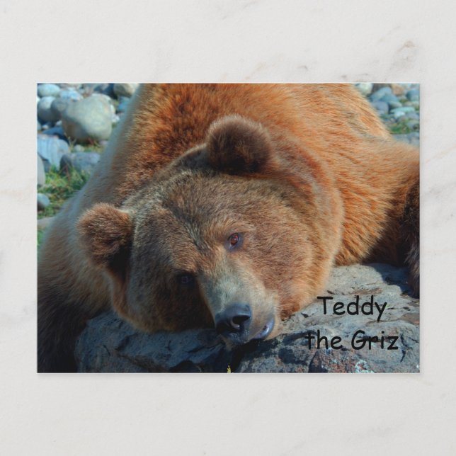 Teddy the Grizz Vykort (Framsida)