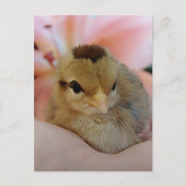 Teeny Baby Chicken i min hand Vykort (Framsida)