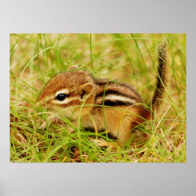 Teeny Tiny Baby Chipmunk Poster (Framsidan)