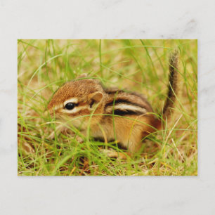 Teeny Tiny Baby Chipmunk Vykort