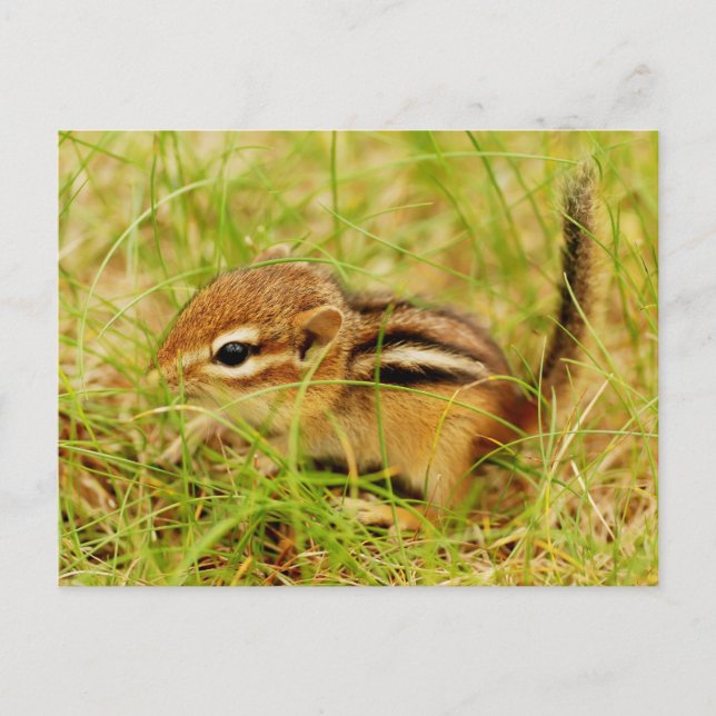 Teeny Tiny Baby Chipmunk Vykort (Framsida)