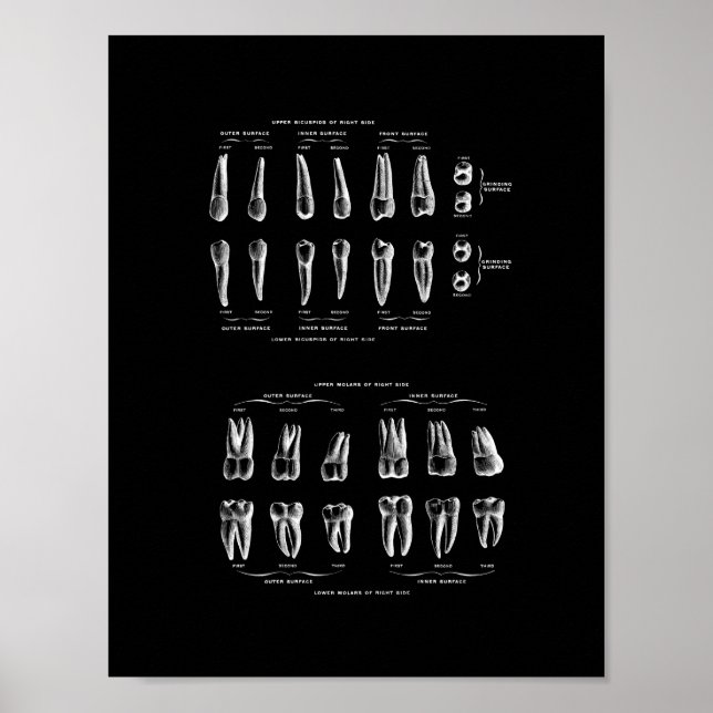Teeth Anatomy in Black and White print. Poster (Framsidan)