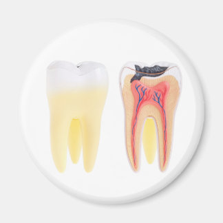 Teeth Anatomy Magnet