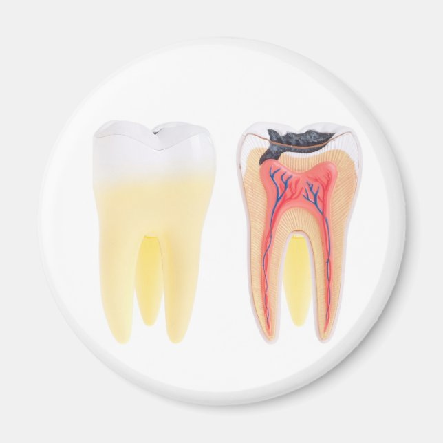 Teeth Anatomy Magnet (Framsidan)