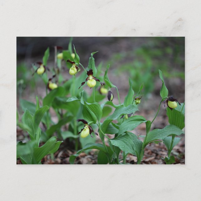 Tegaeskare (Cypripedium calceolus) Vykort (Framsida)