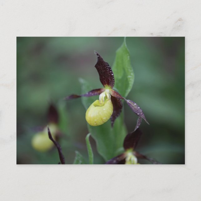 Tegaeskon (Cypripedium calceolus) Vykort (Framsida)