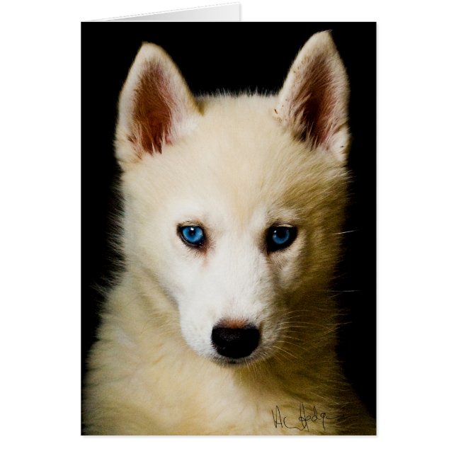 Tehya - Siberian husky Hälsningskort (Framsidan)