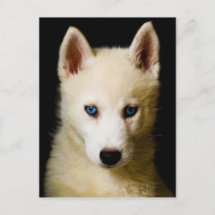Tehya - Siberian husky Vykort