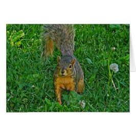 Tekekorrefoto, tomt kort