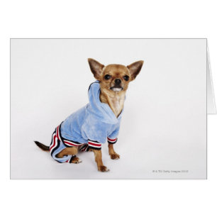 Tekopp Chihuahua Hälsningskort