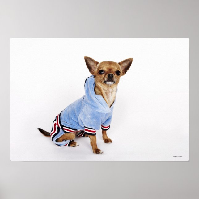 Tekopp Chihuahua Poster (Framsidan)