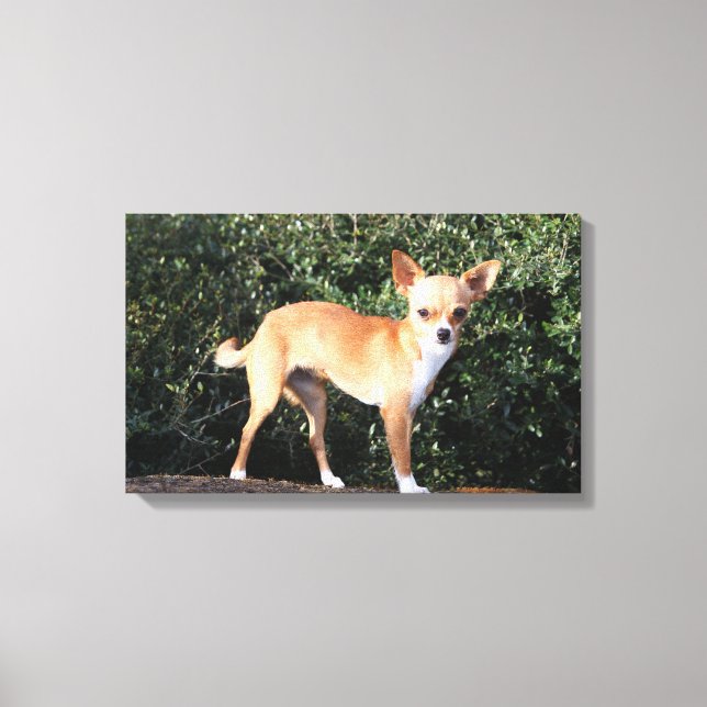 Tekopp Chihuahua Puppy Canvastryck (Framsida)