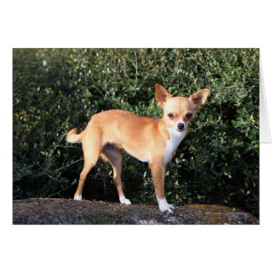 Tekopp Chihuahua Puppy Hälsningskort