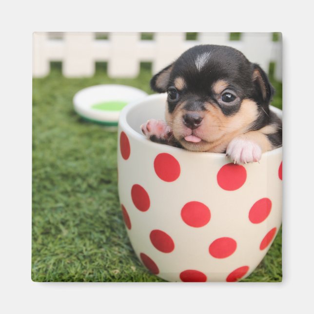Tekopp Chihuahua Puppy Magnet (Framsidan)