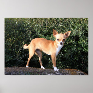 Tekopp Chihuahua Puppy Poster