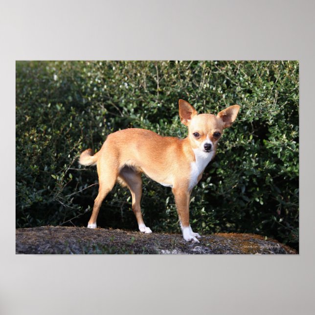 Tekopp Chihuahua Puppy Poster (Framsidan)