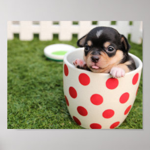 Tekopp Chihuahua Puppy Poster