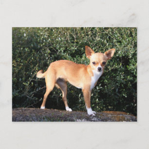 Tekopp Chihuahua Puppy Vykort