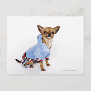 Tekopp Chihuahua Vykort