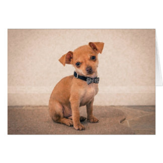 Tekopp Puppy Hälsningskort