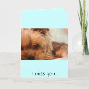 tekopp yorkie puppy kort