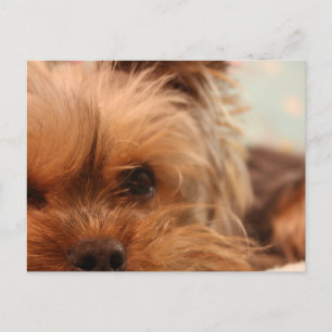 tekopp yorkie puppy vykort