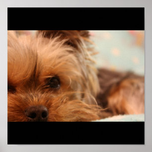 Tekopp Yorkshire Puppy Poster
