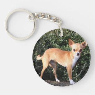 TekoppChihuahuavalp