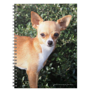 TekoppChihuahuavalp Anteckningsbok