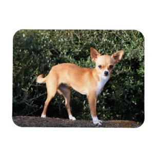 TekoppChihuahuavalp Magnet