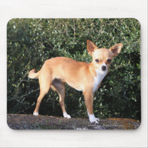 TekoppChihuahuavalp Musmatta