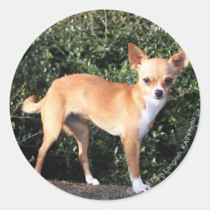 TekoppChihuahuavalp Runt Klistermärke
