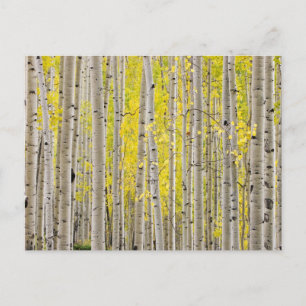 Telluride Aspen... Vykort