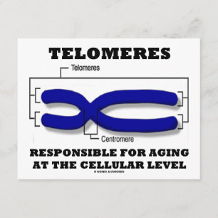 Telomerer med ansvar för åldrande på cellulär nivå kort