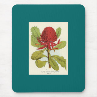 Telopea Speciosissimae Waratah Musmatta