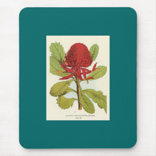 Telopea Speciosissimae Waratah Musmatta (Framsidan)