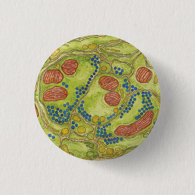 TEM-synapse - klämma fast & knäppas Knapp (Framsida)