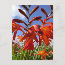 Tema för blommans effekt vykort