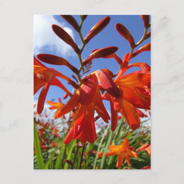 Tema för blommans effekt vykort (Framsida)