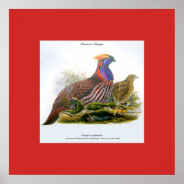 Temmincks Tragopan /Hornfasan J.Gould Affisch
