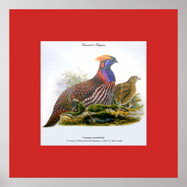 Temmincks Tragopan /Hornfasan J.Gould Affisch (Framsidan)