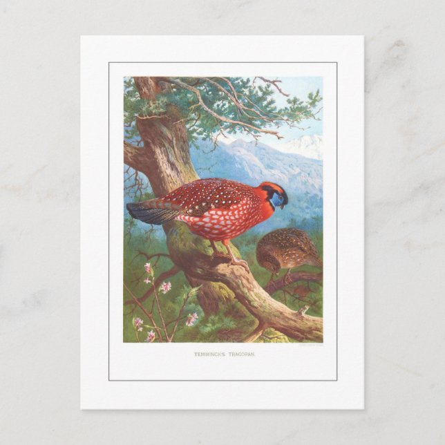 Temmincks Tragopan Vykort (Framsida)