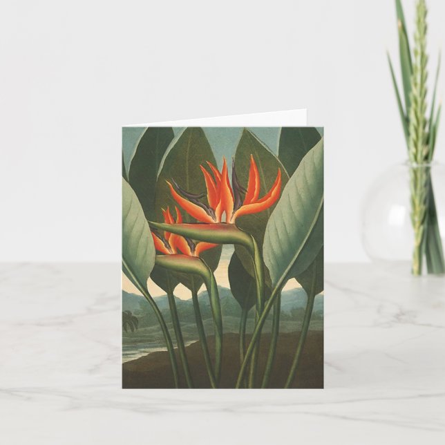 "Tempelet för drottning (fågel av paradiset)" - av Kort (Framsida)