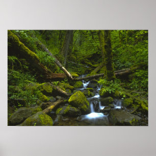 Temperate Rainforest Stream i Columbia River Poster