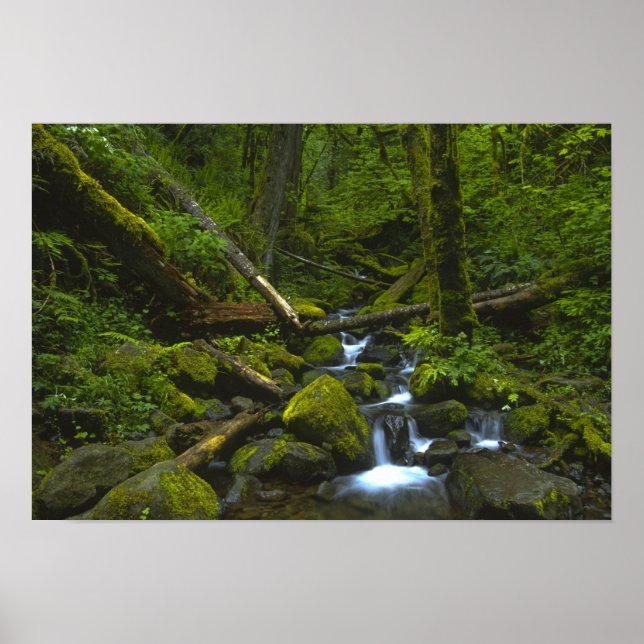 Temperate Rainforest Stream i Columbia River Poster (Framsidan)
