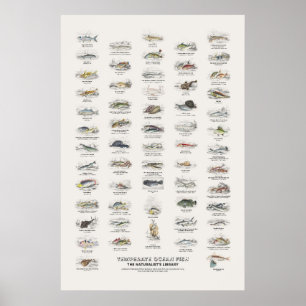 Tempererade havsfiskar - Naturalist's Library Poster