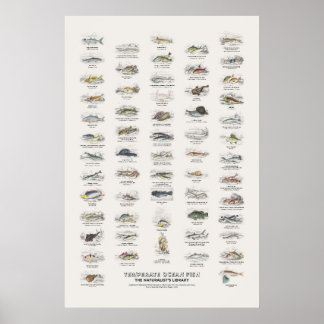 Tempererade havsfiskar - Naturalist's Library Poster