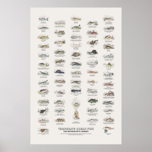 Tempererade havsfiskar - Naturalist's Library Poster (Framsidan)