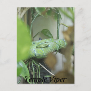 Temple Viper Vykort