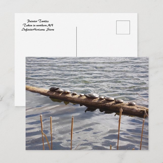 Ten Turtles Sunning on Log Postcard Vykort (Fram/baksida)